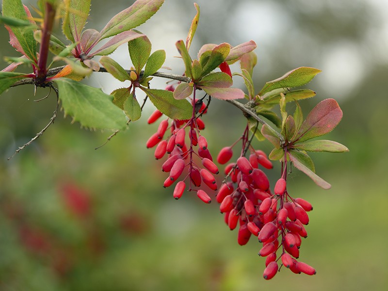 Foto Berberis